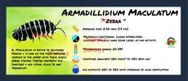 Armadillidium Maculatum Zebra Isopod Bin Label